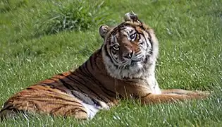 Bengal-Tiger