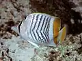 Madagaskar-Winkelfalterfisch (C. madagaskariensis)