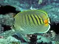 Punktstreifen-Falterfisch(C. punctatofasciatus)