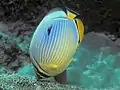 Indischer Rippen-Falterfisch(C. trifasciatus)