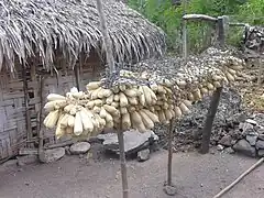 Mais in Berau