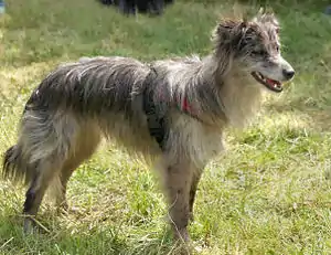 Pyrenäenschäferhund /-hütehund, Face rase