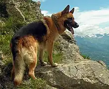 Deutscher Schäferhund lohfarben mit schwarzer Sattelzeichnung