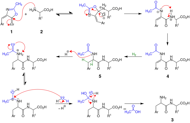 Bergmann-Azlacton-Synthese – Reaktionsmechanismus