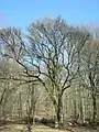 Habitus im Winter