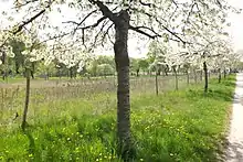 Streuobstwiesen in der Gatower Feldflur