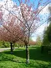 Kirschbäume der Sakura-Campaign am früheren Wiesenufer