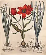 Tulpen, Hortus Eystettensis
