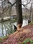 Biber-Spuren in Oede-Schlenke am Wupperufer
