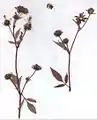 Bidens frondosa var. anomala (Herbarbeleg)