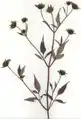 Bidens frondosa var. frondosa (Herbarbeleg)