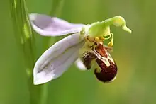 Die seltene Orchidee Bienen-Ragwurz aus Jugenheim