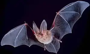 Jahr der Fledermaus