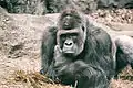 Gorilla, Männchen