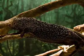 Cuandu (Baumstachler)