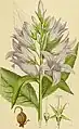 Illustration aus Billeder af Nordens Flora