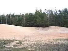 Binnendüne in Norden von Nürnberg (Erlenstegener Forst)