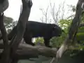 Binturong (Arctictis binturong)