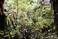 Tropical Rainforest