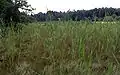 Spiranthes aestivalisBiotop in Zentral-Slowenien