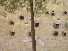 Vom Menschen geschaffene Nistplätze einer Waldrapp-Kolonie