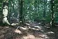 Hohlwege am westlichen Abhang des Spessart nordwestlich von Alzenau.