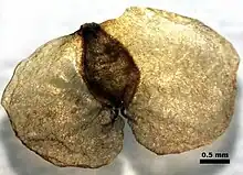 Geflügelte Nussfrucht der Hänge-Birke (Betula pendula). Durch die kleinen Flügel werden die Früchte über weite Strecken transportiert.