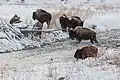 Bisons beim Überqueren des Flusses