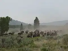 Bisonherde im National Elk Refuge
