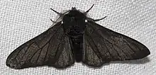 Dunkle Form des Birkenspanners (Biston betularia f.&nbsp;carbonaria)