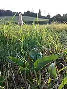 Schlangen-Knöterich (Wurzeln und Blätter)