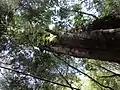Blätterdach im Alerce Costero