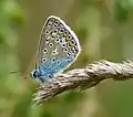Vielfältige Insekten leben auf dem Trockenrasen des Südlichen Ettersberg, hier ein Bläuling, der zu den empfindlicheren Schmetterlingen zählt