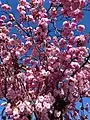 Blüten der Japanischen Blütenkirsche