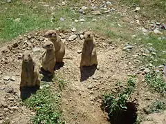 Schwarzschwanz-Präriehunde