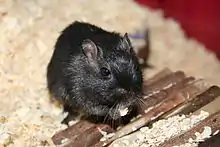 Schwarze Rennmaus