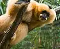 Nördlicher Weißwangen-Schopfgibbon, Weibchen