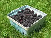 Schwarze Himbeere