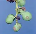 junge Infektionsstellen und eingetrocknete Beeren