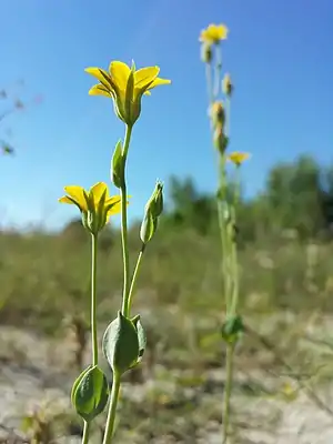 Der sehr seltene Spät-Bitterling (Blackstonia acuminata) wächst am Areal des Bahnhofs und ist in Österreich vom Aussterben bedroht.