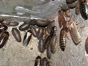 Die Argentinische Schabe (Blaptica dubia) ist eine der häufigsten Arten in Terrarienhaltung.