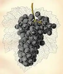 Blauer Portugieser