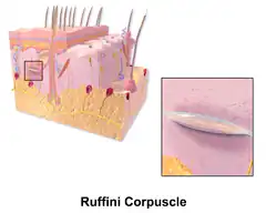 Ruffini-Körperchen, vor allem im Bereich Labia minora und der Klitorisvorhaut (-haube), Praeputium clitoridis; Dehnungsrezeptor, d.&nbsp;h. reagieren auf Druck und horizontale Dehnung.