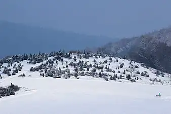 Die Wacholderbestände auf der Muschelkalkkuppe des Bühlchen