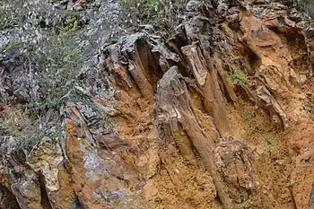 Am Grabenbruch:Naturdenkmal Blitzröhren