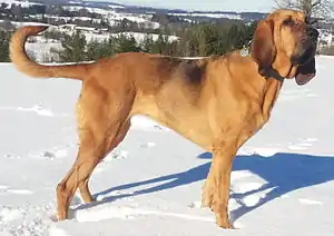 Bloodhound (Hunderasse)