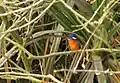Eisvogel