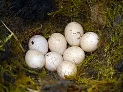 Blaumeise (Cyanistes caeruleus):Gelege