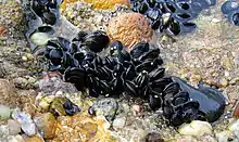 Miesmuscheln auf hartem Substrat