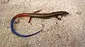 Plestiodon egregius Jungtier mit noch blauem Schwanz